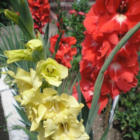 gladiole